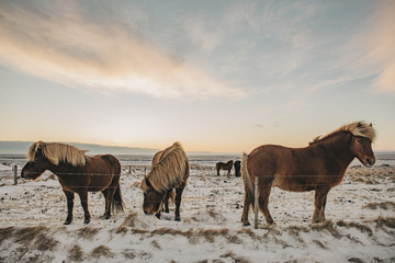 Typical icelandic horse herd at sunset