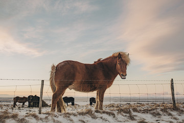 Typical icelandic horse at sunset