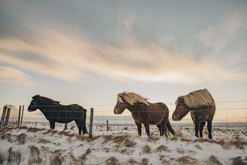 Typical icelandic horse herd at sunset