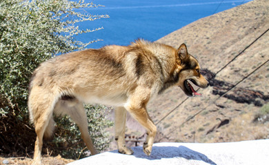 Fototapeta na wymiar Stray dog Santorini Greece