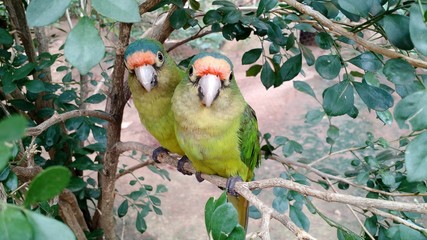 bird parrot green
