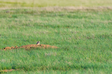A Black-footed Ferret on the Colorado Plains