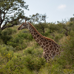 giraffe South Africa safari 03