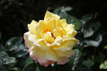 Beautiful roses with yellow foliage in garden under the daylight (nature)