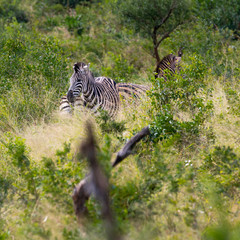 Fototapeta na wymiar zebra safari South Africa