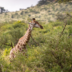 giraffe South Africa safari 02