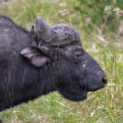 buffalo South Africa safari