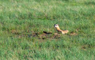 A Black-footed Ferret on the Colorado Plains