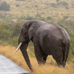 Fototapeta na wymiar African elephant wide