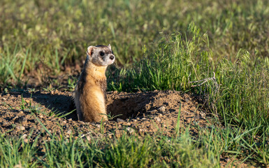 A Black-footed Ferret on the Colorado Plains