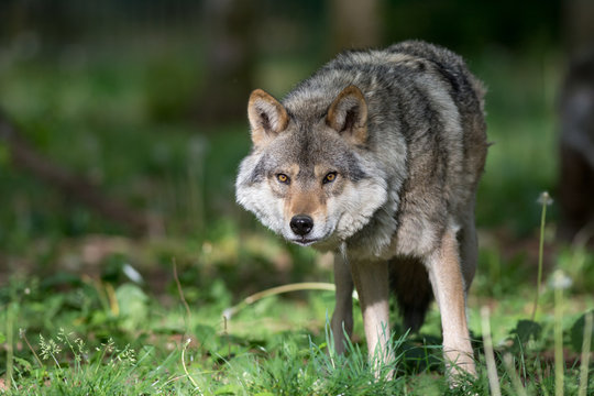 Loup gris dans la for&ecirc;t
