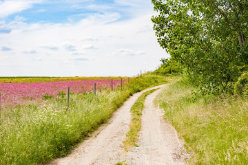 Fototapeta na wymiar Flower meadow on a hiking trail or dirt road with rich green grass