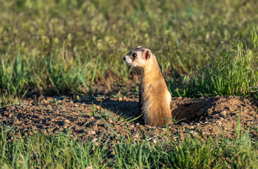 A Black-footed Ferret on the Colorado Plains