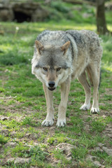 Fototapeta premium Loup gris dans la forêt