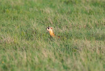 A Black-footed Ferret on the Colorado Plains