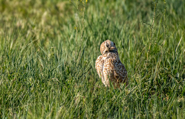 A Burrowing Owl on the Plains of Colorado