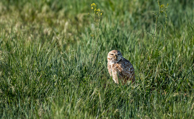 A Burrowing Owl on the Plains of Colorado
