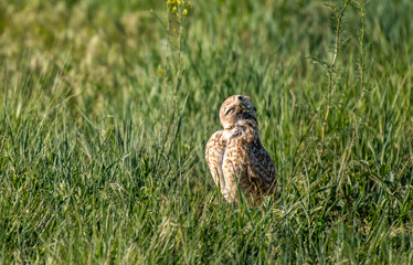 A Burrowing Owl on the Plains of Colorado