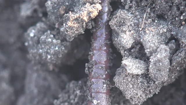 Earthworm earth worm crawling on the rocks, macro, close-up insect, forest, meadow, garden, Oligochaeta or Haplotaxida, Megadrilacea, Lumbricina Moniligastrida