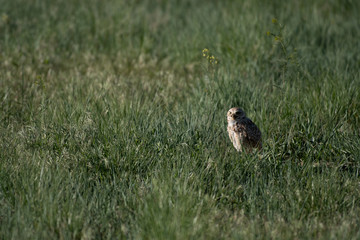 A Burrowing Owl on the Plains of Colorado