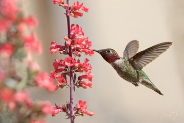 Photograph of a Allen’s Hummingbird feeding from red salvia - obrazy, fototapety, plakaty