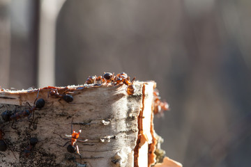 Ants on a tree stump in sunny weather