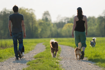 Spaziergang mit Hunden