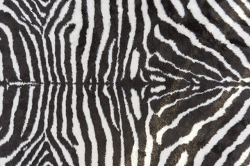 Fototapeta na wymiar Background zebra skin.