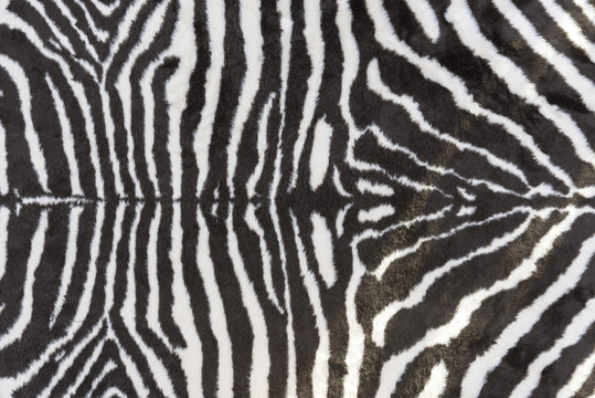 Background zebra skin. © Александр Овсянников