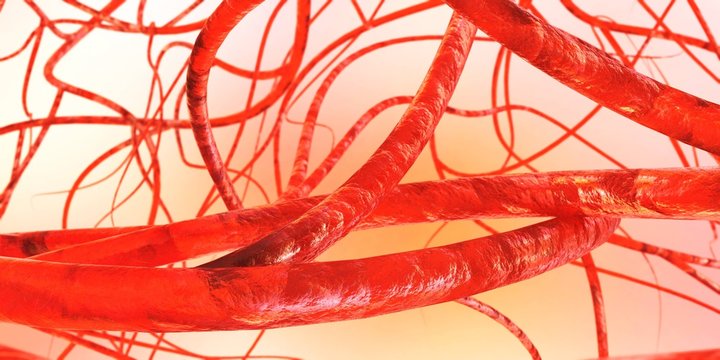 blood vessels, veins, arteries,
3D rendering
