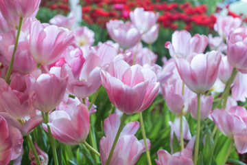 Beautiful pink tulips flower