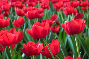 Beautiful red tulips flower