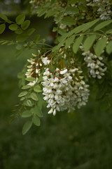Robinia pseudoacacia