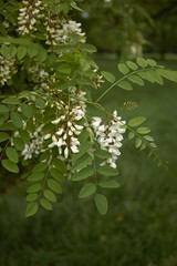 Robinia pseudoacacia