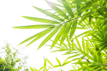 Deurstickers groene bamboe bladeren achtergrond © SUPHANSA