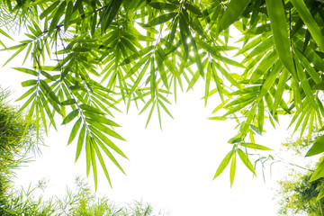 green bamboo leaves background - obrazy, fototapety, plakaty