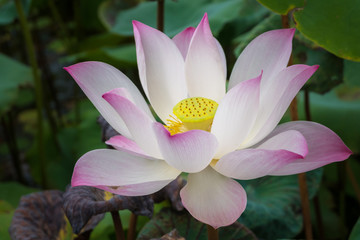 pink lotus flower