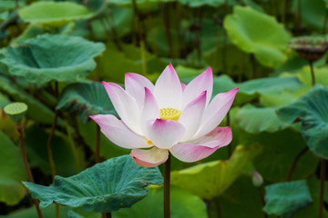 pink lotus flower