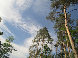 the forest looks into the sky