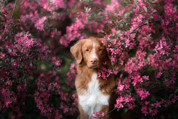 red-haired dog sitting in pink flowers. Nova Scotia Duck Tolling Retriever, Toller