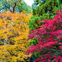 View of the autumn landscape in the park, Kyoto, Japan. Copy space for text.