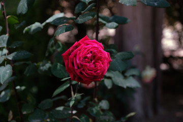 Rose im Königspalast Real Alcazar in Sevilla, Spanien (Andalusien)