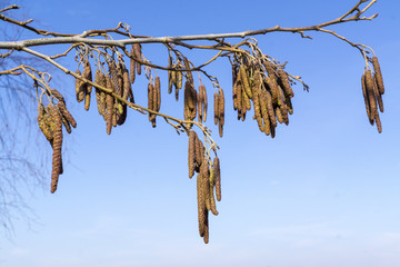 European alder (Alnus glutinosa) branch with mature catkins, blooming catkins and buds on soft...
