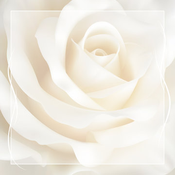 Realistic Ivory White Rose, Background.