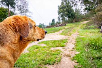 Large yellow dog with spots standing on the grass looking at the trees with mountains and clouds in sunlight background