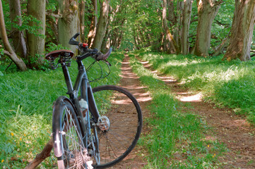 Black bike against the greenery. The bike next to the old tree. The black bike in the forest.