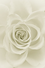 Soft rose blossom, high key, monochrome, nostalgia,