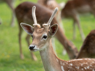 ein Reh an einem sonnigen Mittag