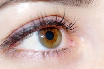 brown eye woman close-up photographed pupils iris and eyelashes