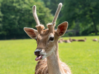 Hirsch, Reh streckt Zunge raus